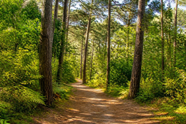 La forêt du Pignada : votre escape nature à Anglet