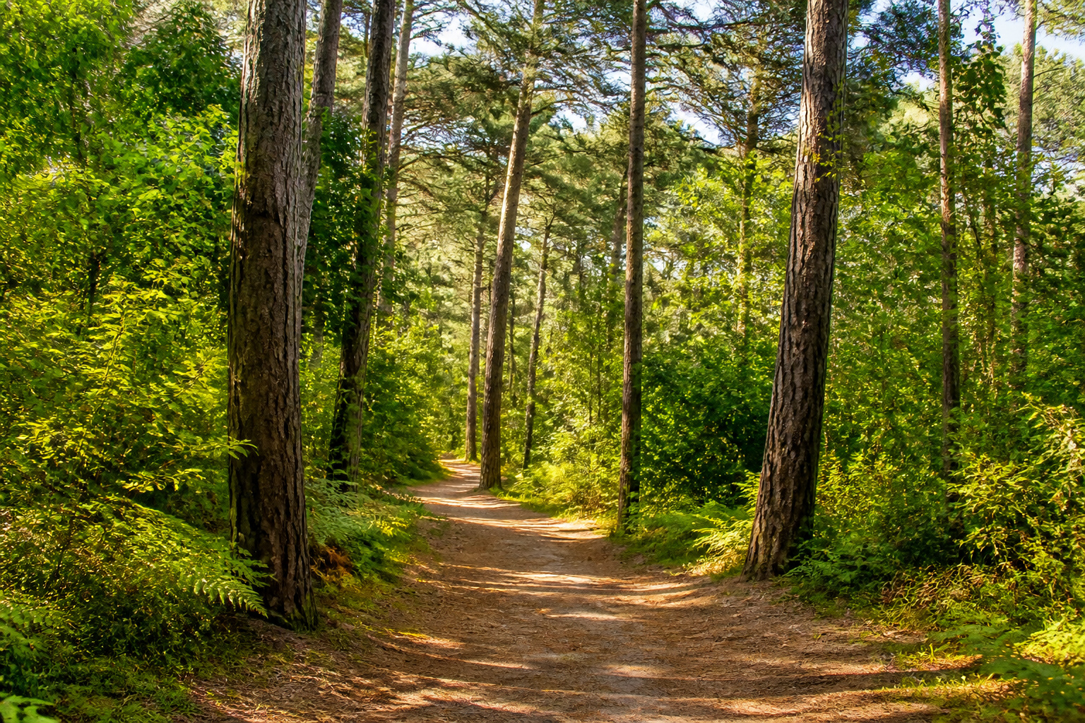 Chemin forestier ensoleille a pignada